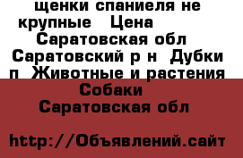 щенки спаниеля не крупные › Цена ­ 5 000 - Саратовская обл., Саратовский р-н, Дубки п. Животные и растения » Собаки   . Саратовская обл.